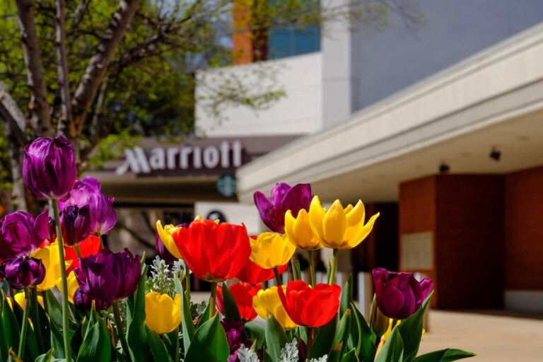 Marriott Bonvoy Boundless Credit Card Review (2023)