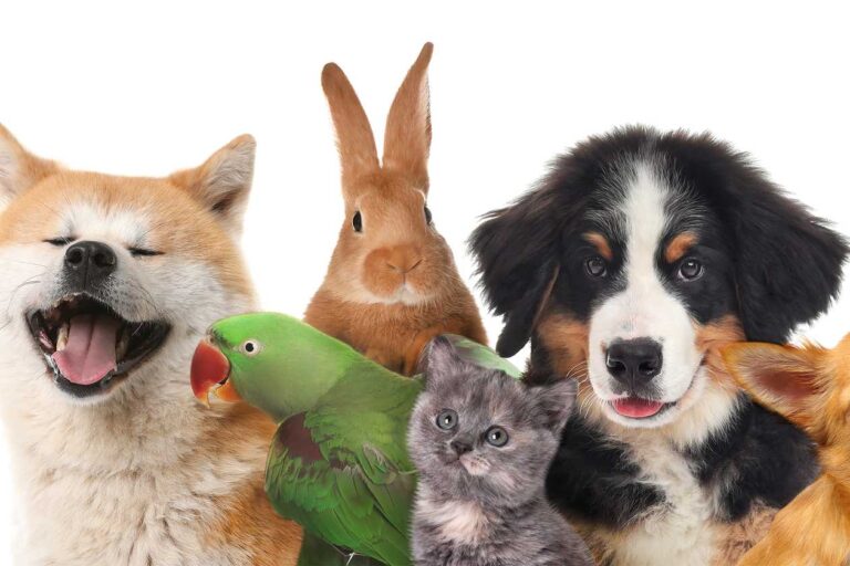 Best Pet Insurance for Multiple Pets for January 2024