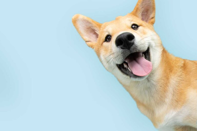 Cheap Pet Insurance January 2024