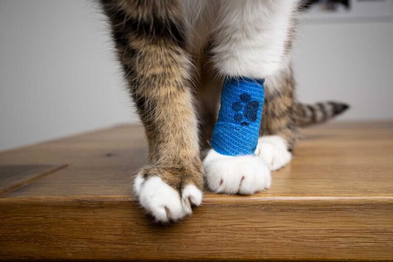 What Is the Cost of Pet Insurance?