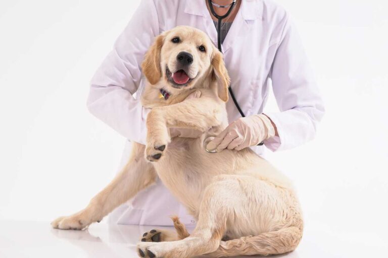 What Does Pet Insurance Cover? Complete Guide
