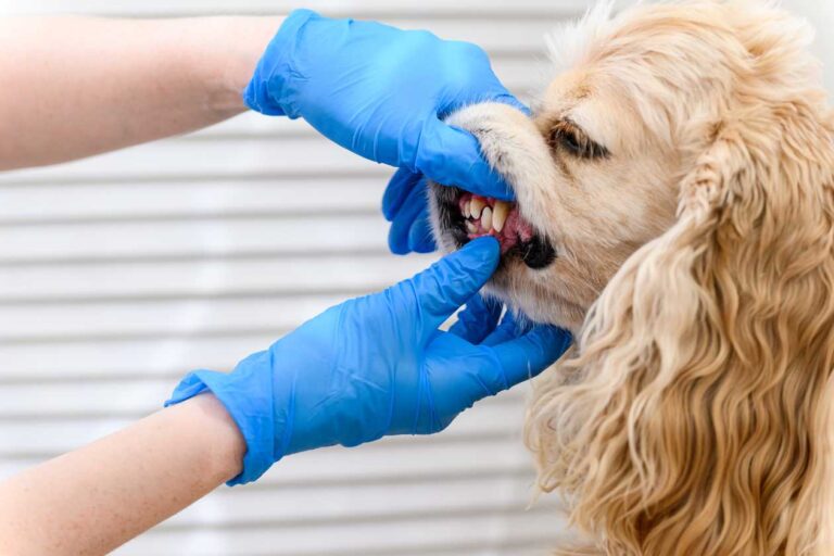 Best Pet Dental Insurance 2024