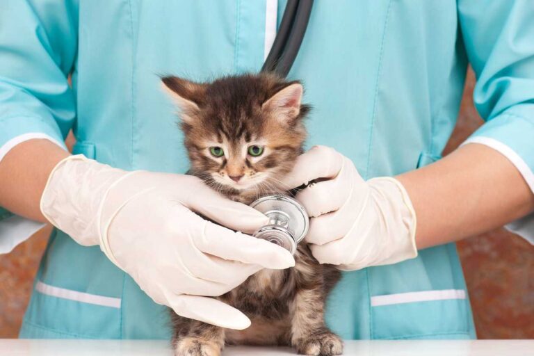 How Does Pet Insurance Work?