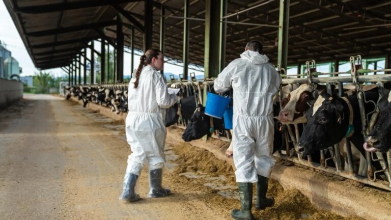 From Avian Flu to Lumpy Dermatoses (NCD)