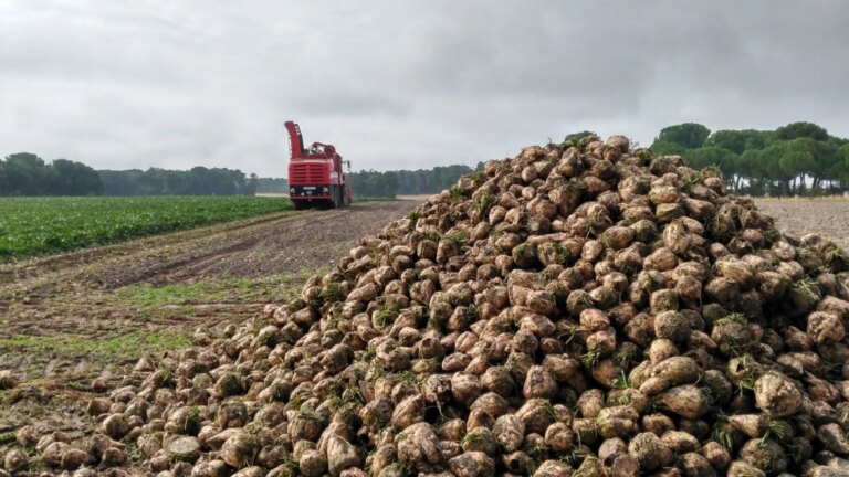 The conflict over beet that threatens to bring tractors to the doors of Primark