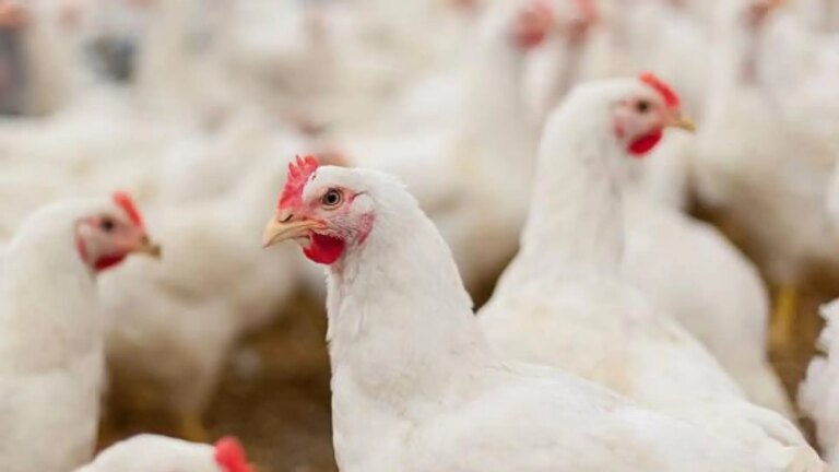 The Government asks for calm in the face of bird flu and says that there may be an impact on the price of eggs