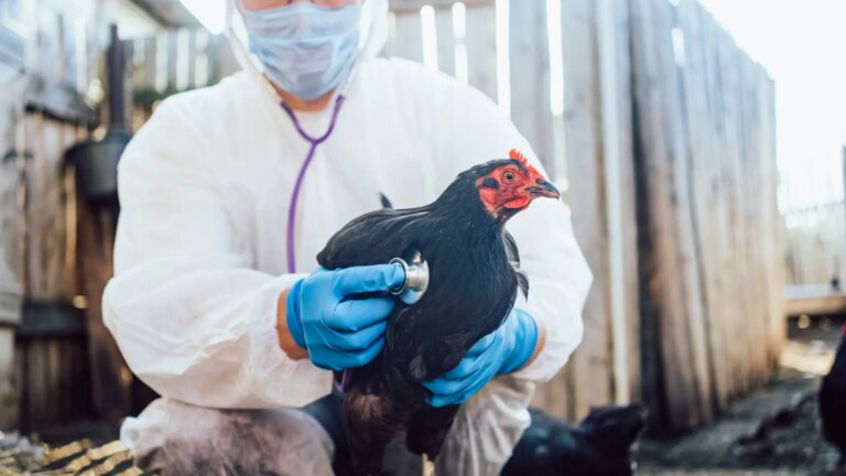 The Government orders to confine breeding birds from all farms in the country