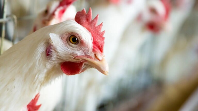 Egg producers estimate that the supply will take between 6 months and a year to normalize after the impact of the avian flu and will further strain prices.