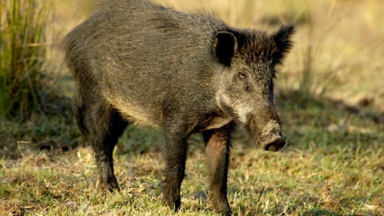 Taiwan bans import of pork products from Spain due to African swine fever