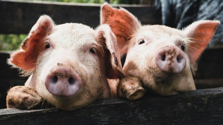Japan, Mexico… the first countries to close their doors to Spanish pigs after the first case of African swine fever
