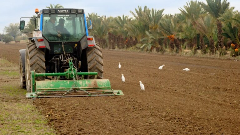 The Court of Justice of the European Union endorses withdrawing five million in agricultural aid improperly granted in Spain
