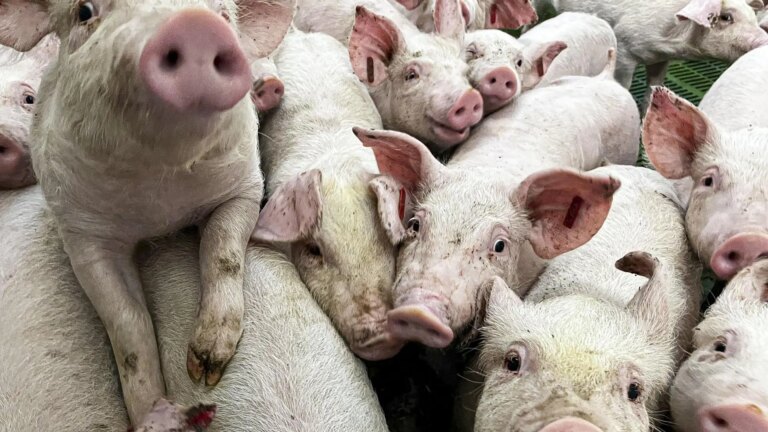 The Government opens to study the incorporation of swine fever and dermatosis in agricultural insurance