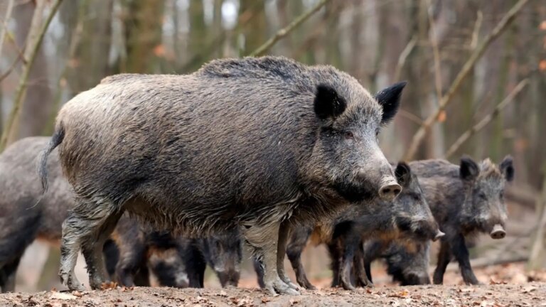 Catalan ranchers ask for a national plan against the “lack of control” of wild fauna after the outbreak of swine fever in Barcelona