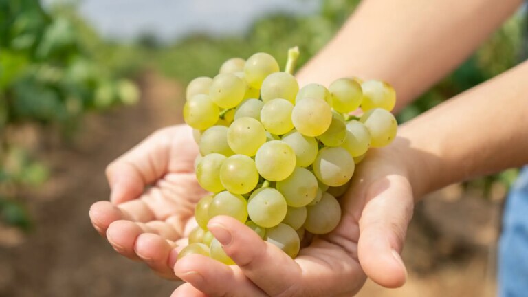 White grapes, potatoes and lettuce, the basic foods that have become most expensive at the beginning of December