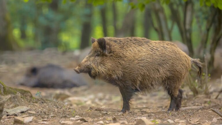 Swine fever in Spain, live