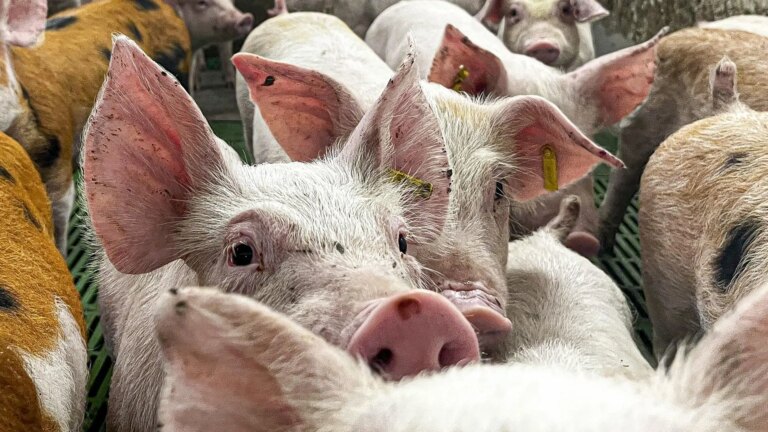 The reappearance of African swine fever raises the alert in the sector to an ‘infection’ in prices