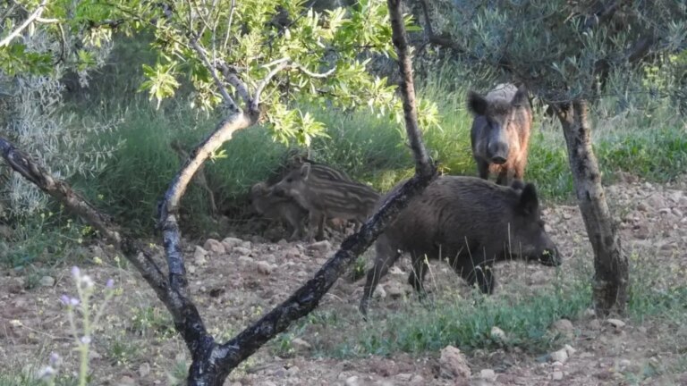 Small farmers demand from the Government a transversal plan to control the wild boar population