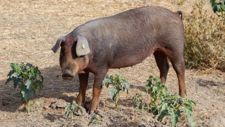 China announces tariffs of up to 19.8% on European pork for five years