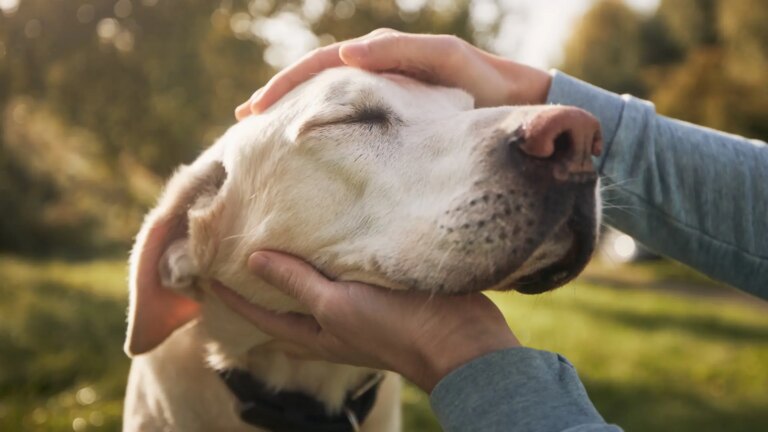Wherever there is a dog that takes away a child