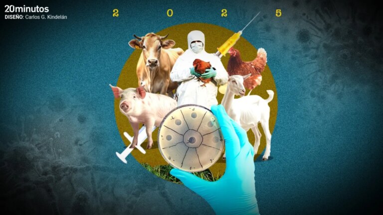 Avian flu, dermatosis, swine fever, bluetongue… the year 2025 we live dangerously on farms