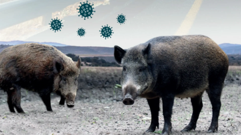 The OCU reminds that the consumption of pork does not pose a risk to health