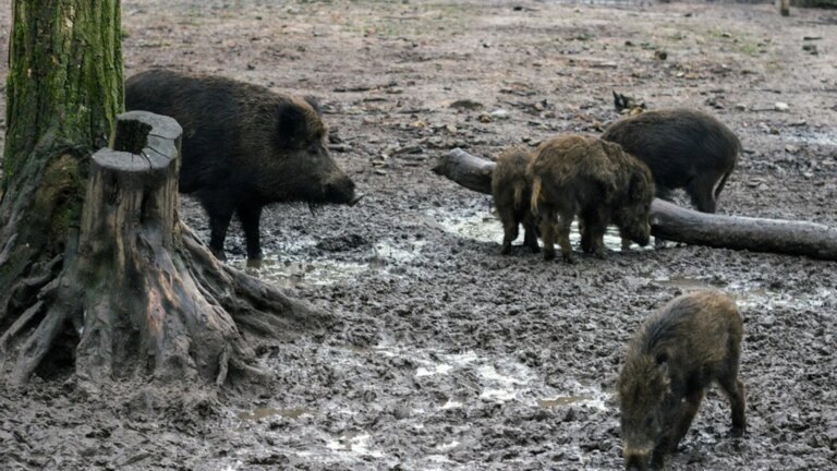 Union of Unions estimates that losses due to the swine fever outbreak reach 153 million